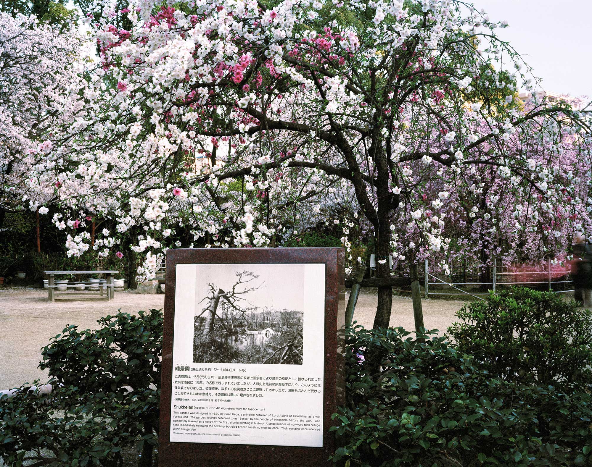 Shukkeien Garden, Hiroshima, about 1,250 -1,460 meters from the hypocenter, photograph by Elichi Matsumoto, September 1945, April 2013, Chromogenic print, 30 x 40 inch.