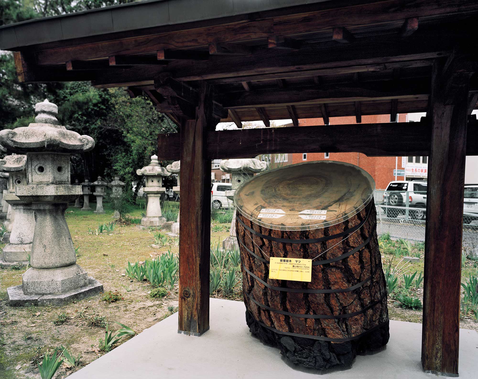 A-bombed Japanese Pine Tree, Nigitsu Shrine, Hiroshima, 1720 meters from the hypocenter, 2013, Chromogenic print, 30 x 40 inch.