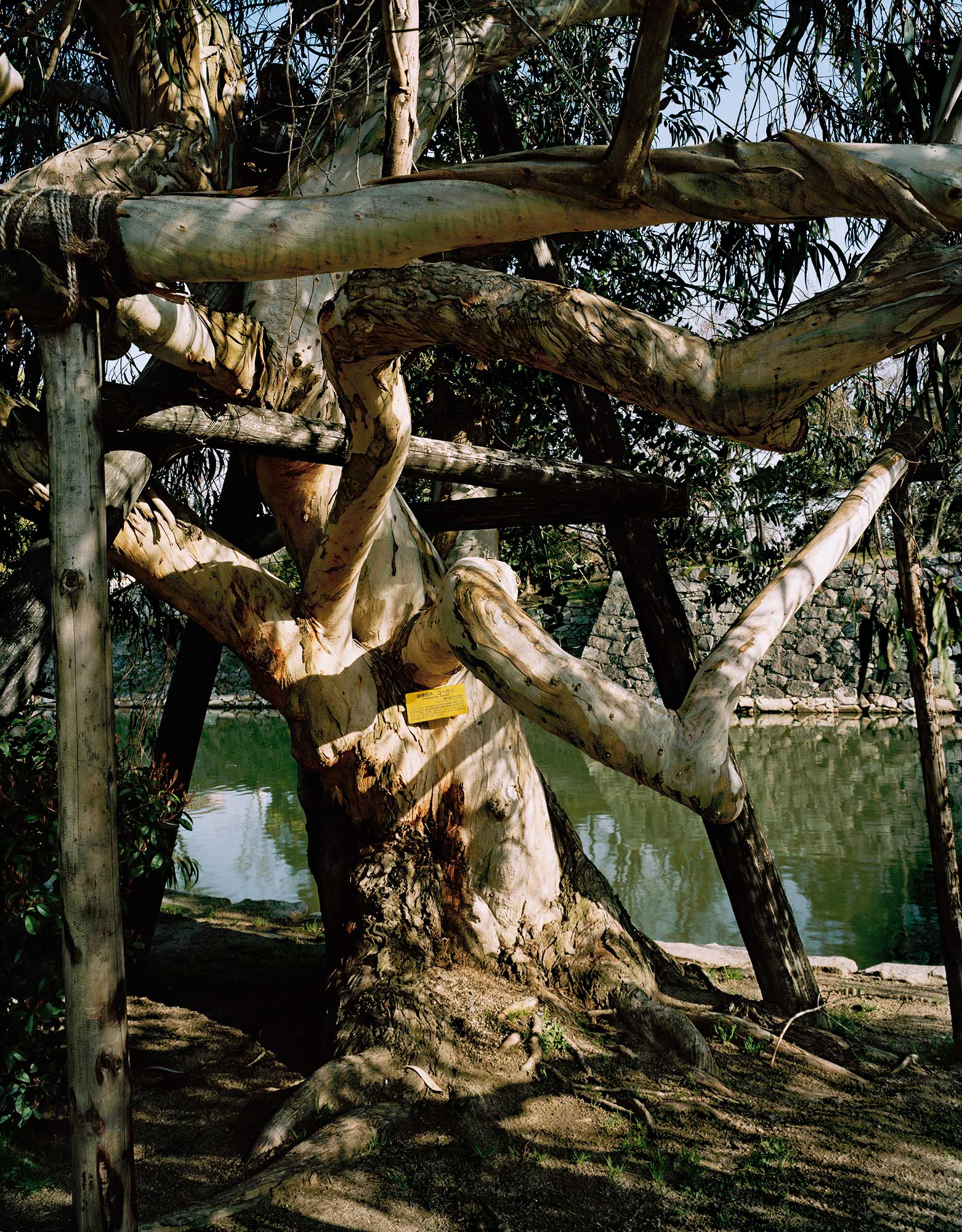 A-bombed Eucalyptus Tree, Hiroshima Castle, 740 meters from the hypocenter, 2013, Chromogenic print, 30 x 40 inch.