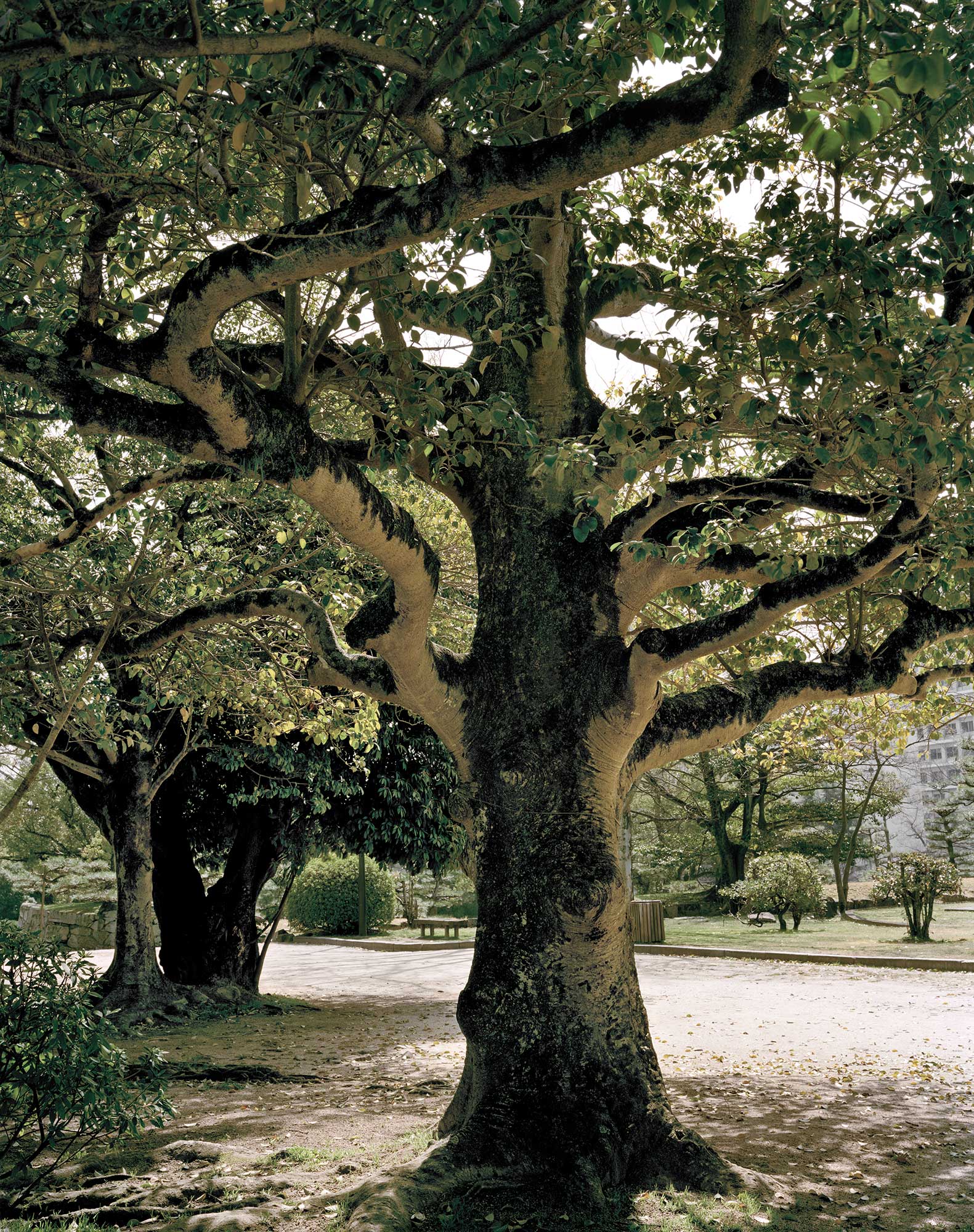 A-bomb Kurokane Holly Tree Near Hiroshima Castle, Approximately 910 meters from the Hypocenter, 30 x 40, Chromogenic Print, 2013.
