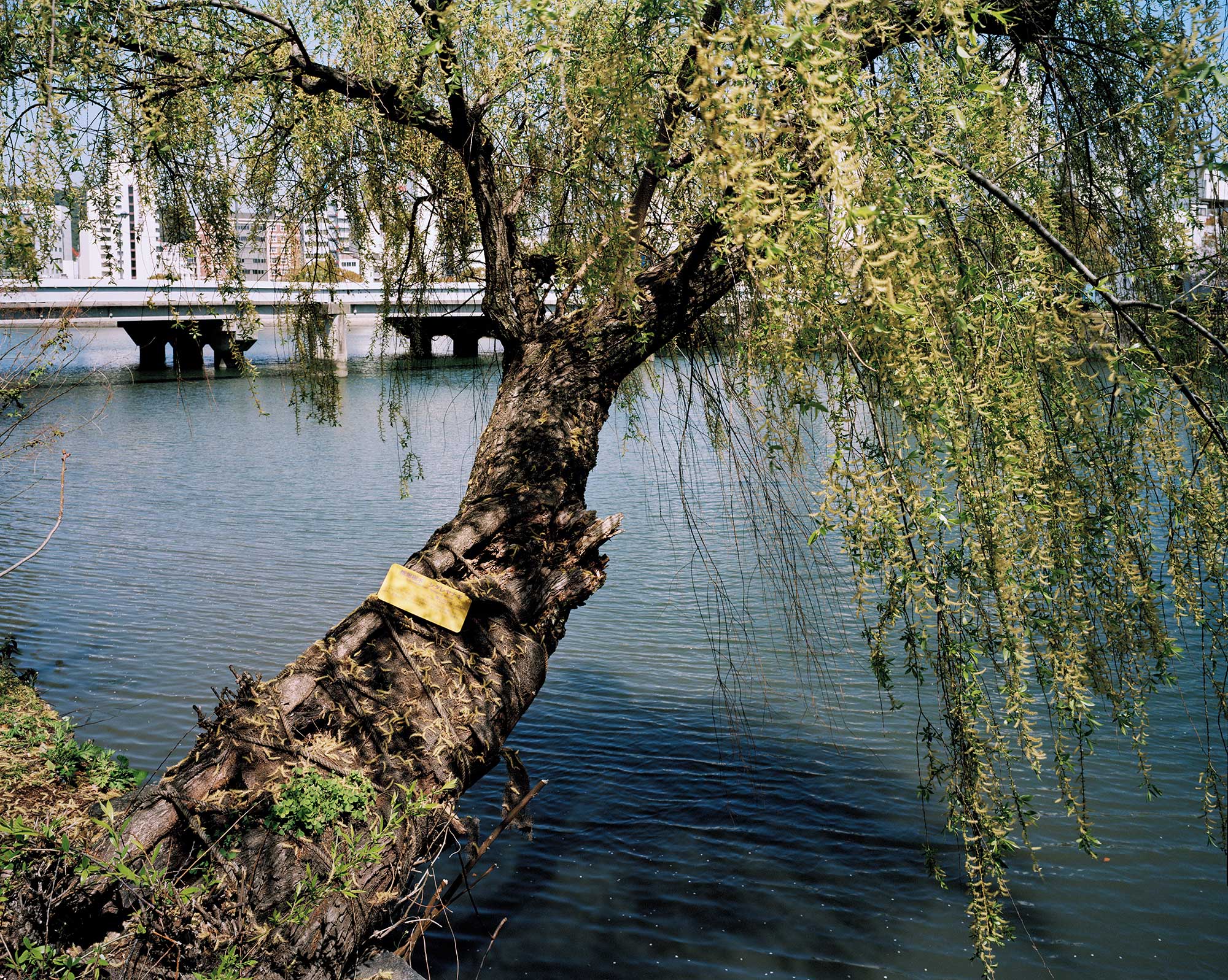 A-bombed Weeping Willow Tree, Hiroshima, 1400 meters from the hypocenter, 30 x 40, Chromogenic Print, 2013.
