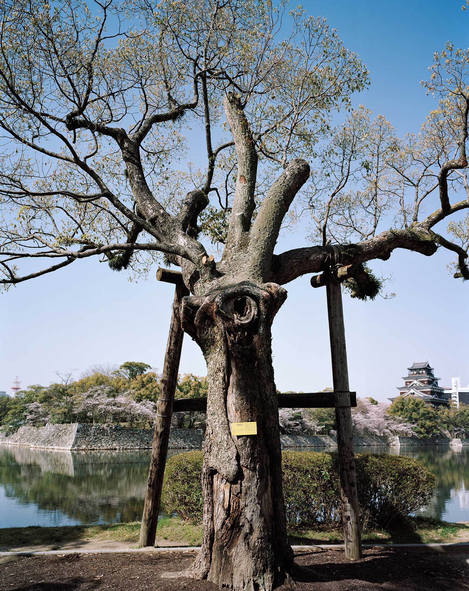 A-bombed Camphor Tree Across The Moat from Hiroshima Castle, 1200 meters from the hypocenter, April 2013, Chromogenic print, 30 x 40 inch.