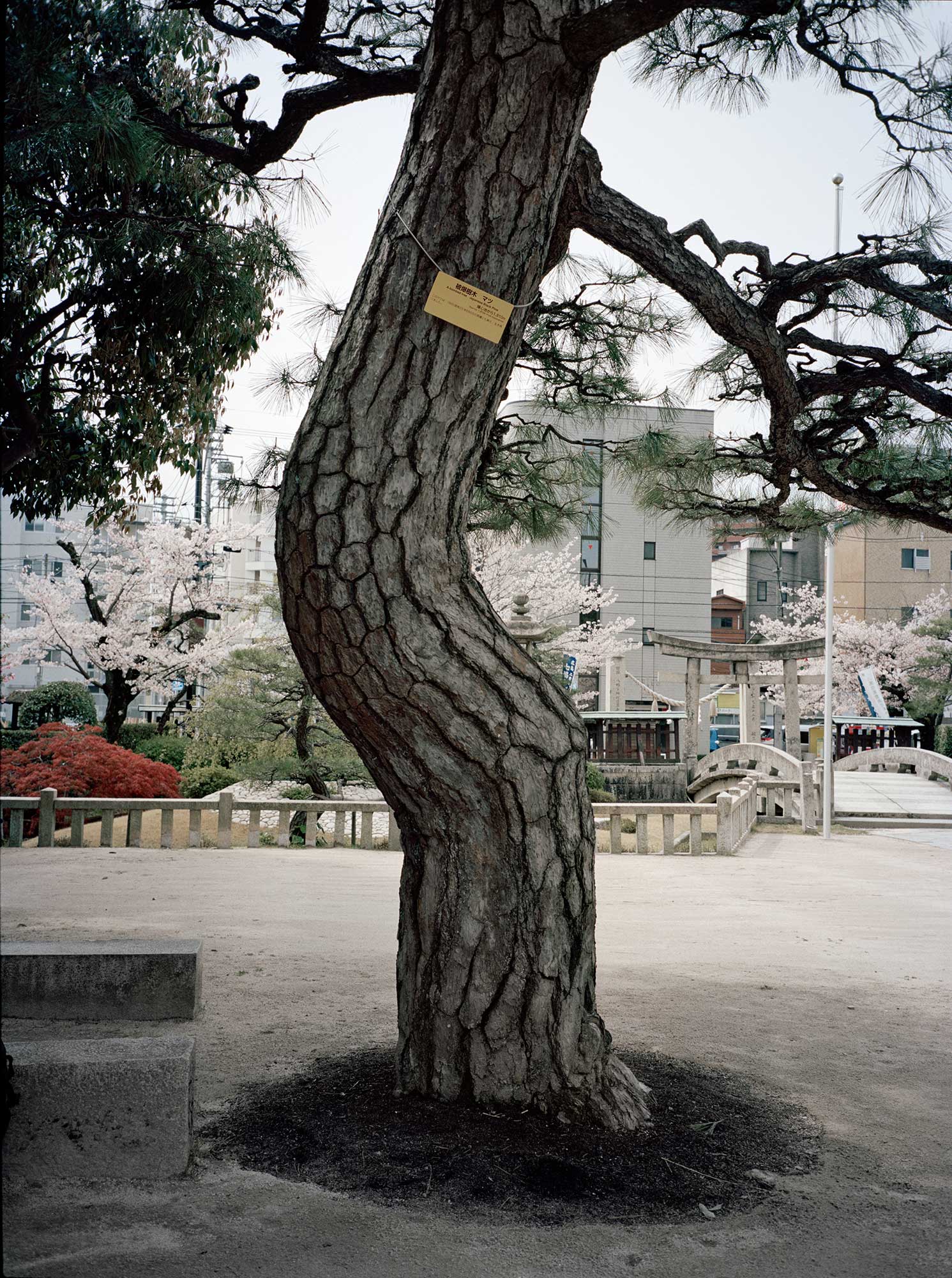 A-bombed Japanese Black Pine Tree, Tsuruhane Shrine, Hiroshima, 1810 meters from the hypocenter, 2008, Chromogenic print, 30 x 40 inch.